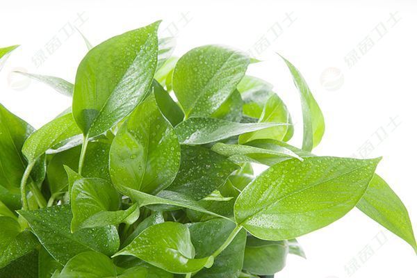 「家裝環(huán)保」環(huán)保局檢測甲醛嗎？