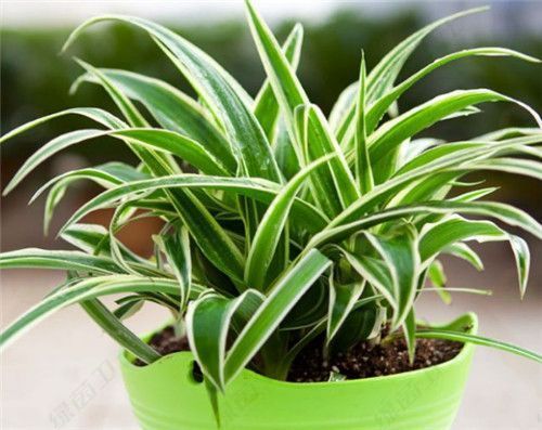 「除異味」通風(fēng)管是不是只在秋天用來去除甲醛？