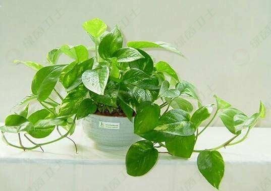 「美一」政府辦公樓、辦公室和會(huì)議室的專業(yè)甲醛去除