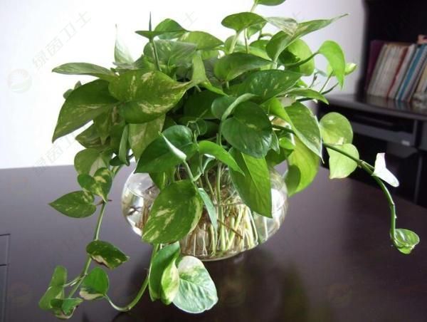 「霧和霾的區(qū)別」甲醛公司有用嗎？甲醛公司的專業(yè)是什么？